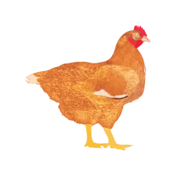 Biểu tượng My Poultry Manager - Farm app